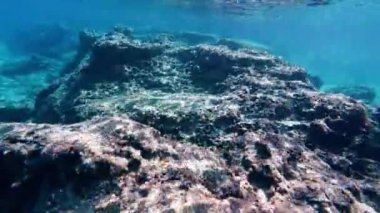 Sualtı şnorkelle yüzen Kikon balığı ve deniz yaşamı mavi gök mavisi sular 