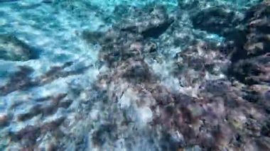 Sualtı şnorkelle yüzen Kikon balığı ve deniz yaşamı mavi gök mavisi sular 