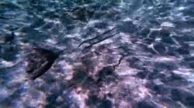 Sualtı şnorkelle yüzen Kikon balığı ve deniz yaşamı mavi gök mavisi sular 