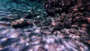 Sualtı şnorkelle yüzen Kikon balığı ve deniz yaşamı mavi gök mavisi sular 