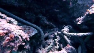 Sualtı şnorkelle yüzen Kikon balığı ve deniz yaşamı mavi gök mavisi sular 
