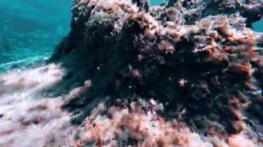 Sualtı şnorkelle yüzen Kikon balığı ve deniz yaşamı mavi gök mavisi sular 