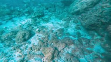 Sualtı şnorkelle yüzen Kikon balığı ve deniz yaşamı mavi gök mavisi sular 