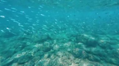 Sualtı şnorkelle yüzen Kikon balığı ve deniz yaşamı mavi gök mavisi sular 