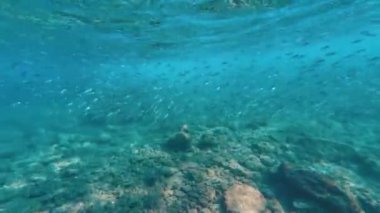 Sualtı şnorkelle yüzen Kikon balığı ve deniz yaşamı mavi gök mavisi sular 