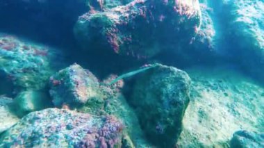 Sualtı şnorkelle yüzen Kikon balığı ve deniz yaşamı mavi gök mavisi sular 