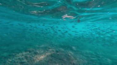 Sualtı şnorkelle yüzen Kikon balığı ve deniz yaşamı mavi gök mavisi sular 