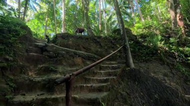 Point of view of huge waterfalls, tropical jungle and blue mountain waters, travelling Asia, Philippines, vacation holiday, green biodiversity, scenic 