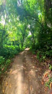 Point of view walking through thick jungle foliage pathways, in the Philippines Asia, travel backpacking hiking vacation tourism 