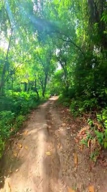 Point of view walking through thick jungle foliage pathways, in the Philippines Asia, travel backpacking hiking vacation tourism 
