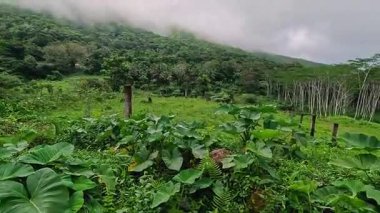 Dramatic lush tropical jungle and volcanic mountain views on Camiguin Island Philippines, captured as travel and tourism content for vacation and backpacking media