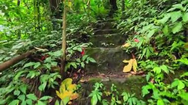 Point of view walking through thick jungle foliage pathways, in the Philippines Asia, travel backpacking hiking vacation tourism 