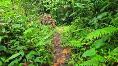 Point of view walking through thick jungle foliage pathways, in the Philippines Asia, travel backpacking hiking vacation tourism 