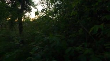 Sunset view through tree leaves and foliage over rural landscape in winter, Spring, evening light england UK