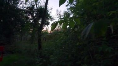 Sunset view through tree leaves and foliage over rural landscape in winter, Spring, evening light england UK