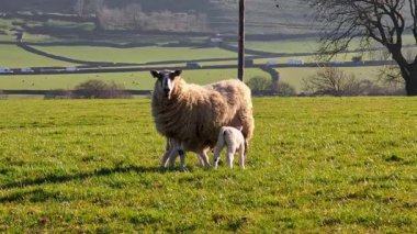 Point of view of small sheep rams and lambs on rural farmland paddocks, evening sunlight in Spring, England UK