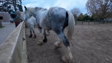 view of shire horses, large equestrian animals on a rural farm in paddock in England UK
