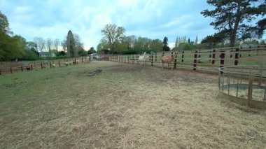 View of alpacas llamas and livestock on a rural farm in England UK 