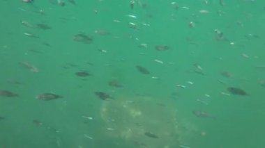 Kefalonya 'nın Argostoli Körfezi' nde yüzen deniz kaplumbağasının sualtı görüntüsü. Deniz canlıları ve biyolojik çeşitlilik Avrupa seyahati