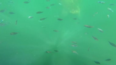 Kefalonya 'nın Argostoli Körfezi' nde yüzen deniz kaplumbağasının sualtı görüntüsü. Deniz canlıları ve biyolojik çeşitlilik Avrupa seyahati