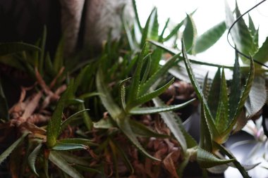 Ev bitkileri, saksı çiçekleri.