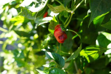 Domates, biber, sebze, sebze, domates, domates, biber, sebze.