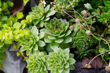 Bahçe sulu, tavuk sulu, sulu