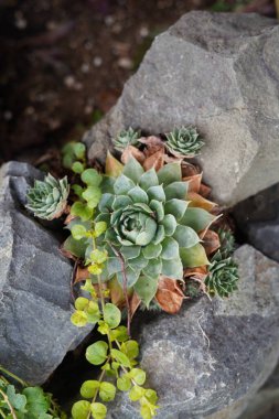 Bahçe sulu, tavuk sulu, sulu