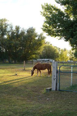 Kahverengi at, sarı saçlı at, siyah saçlı at, çiftlikte at, ahırda at