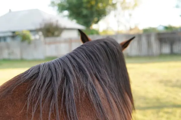 Brązowy Koń Koń Blond Włosami Koń Czarnymi Włosami Koń Ranczu — Zdjęcie stockowe