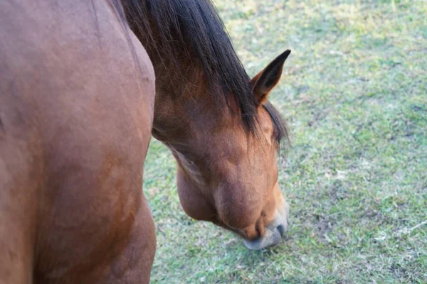 Hnědý Kůň Kůň Stáji Jezdec — Stock fotografie
