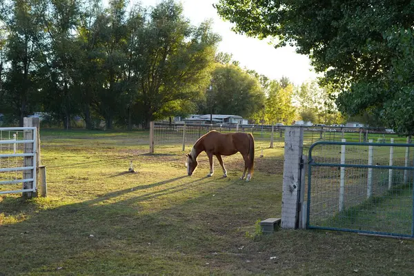 Brązowy Koń Koń Stajni Jeździec — Zdjęcie stockowe