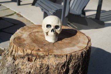 Kafatası doğada, kafatası ağaç kütüğünde.,