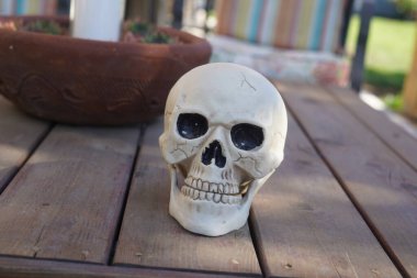 Kafatası doğada, kafatası ağaç kütüğünde.,