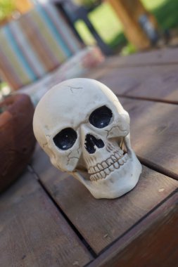 Kafatası doğada, kafatası ağaç kütüğünde.,