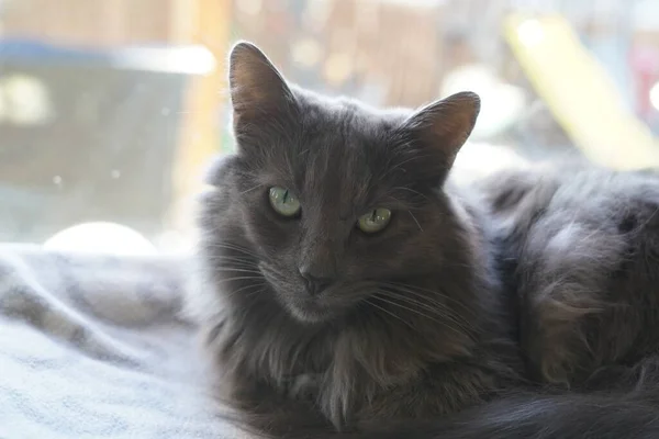 Grey cat, green eyed cat, green eyes cat, pet, animal, indoor cat, cat laying down, pets relaxing, happy pets, sleepy pets, tired pets, pet bed, smoky cat
