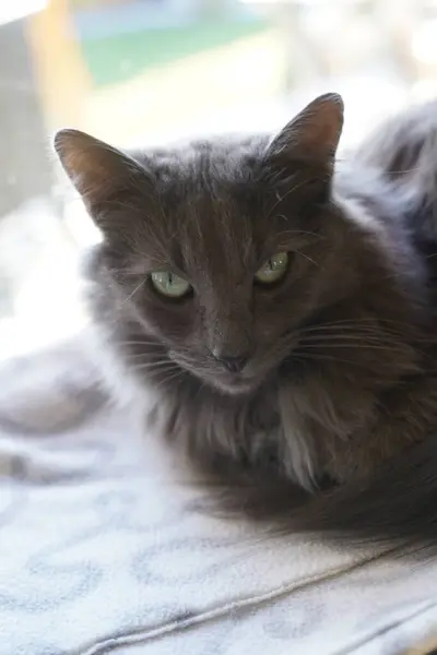 Grey cat, green eyed cat, green eyes cat, pet, animal, indoor cat, cat laying down, pets relaxing, happy pets, sleepy pets, tired pets, pet bed, smoky cat