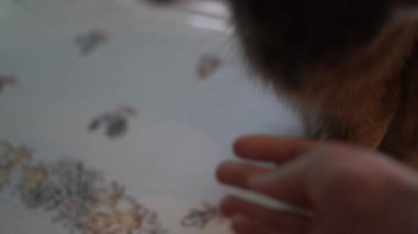Gri kedi, evcil kedi, hayvanlar, kedi, gri, gri hayvan, evcil hayvan, mavi gözler, memeli, ev hayvanı, ev hayvanı, kediler, insanın en iyi dostu, kedi sevgisi, 