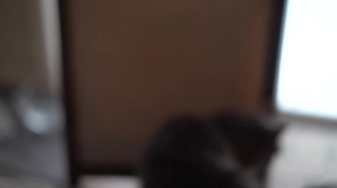 Gri kedi, evcil kedi, hayvanlar, kedi, gri, gri hayvan, evcil hayvan, mavi gözler, memeli, ev hayvanı, ev hayvanı, kediler, insanın en iyi dostu, kedi sevgisi, 