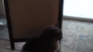 Gri kedi, evcil kedi, hayvanlar, kedi, gri, gri hayvan, evcil hayvan, mavi gözler, memeli, ev hayvanı, ev hayvanı, kediler, insanın en iyi dostu, kedi sevgisi, 
