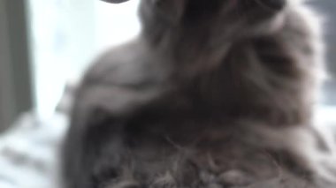 Gri kedi, evcil kedi, hayvanlar, kedi, gri, gri hayvan, evcil hayvan, mavi gözler, memeli, ev hayvanı, ev hayvanı, kediler, insanın en iyi dostu, kedi sevgisi, 