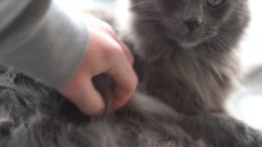 Gri kedi, evcil kedi, hayvanlar, kedi, gri, gri hayvan, evcil hayvan, mavi gözler, memeli, ev hayvanı, ev hayvanı, kediler, insanın en iyi dostu, kedi sevgisi, 