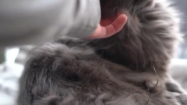 Gri kedi, evcil kedi, hayvanlar, kedi, gri, gri hayvan, evcil hayvan, mavi gözler, memeli, ev hayvanı, ev hayvanı, kediler, insanın en iyi dostu, kedi sevgisi, 