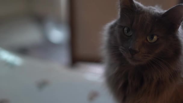 Gato Cinzento Gato Estimação Animais Felino Cinzento Animal Cinzento Carinho — Vídeo de Stock