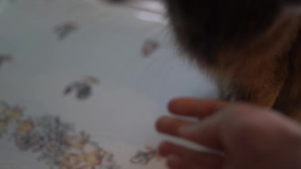 Chat Gris Chat Caressant Animaux Félin Gris Animal Gris Caressant — Video