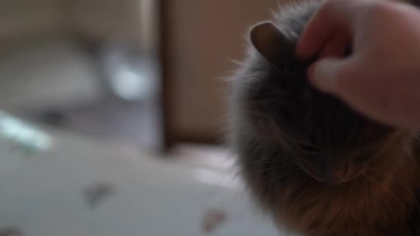 灰色の猫 ペット 灰色の動物 ペット 青い目 哺乳類 家ペット 家動物 人間の親友 猫の愛情 — ストック動画
