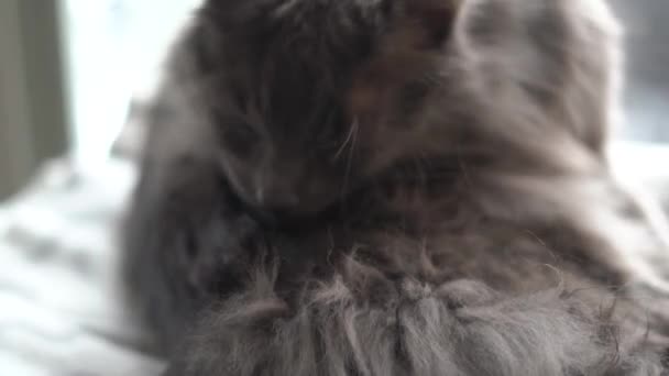 Kucing Abu Abu Kucing Peliharaan Hewan Kucing Kucing Abu Abu — Stok Video