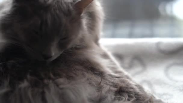 Γκρίζα Γάτα Κατοικίδιο Ζώο Ζώο Αιλουροειδές Γκρι Γκρίζο Ζώο Χάιδεμα — Αρχείο Βίντεο
