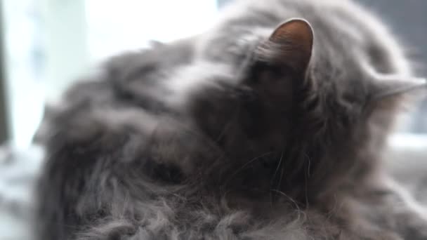 Γκρίζα Γάτα Κατοικίδιο Ζώο Ζώο Αιλουροειδές Γκρι Γκρίζο Ζώο Χάιδεμα — Αρχείο Βίντεο