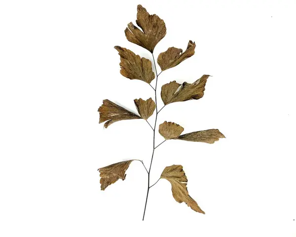 Αποξηραμένα Φύλλα Φτέρης Adiantum Peruvianum Απομονωμένα Λευκό Φόντο — Φωτογραφία Αρχείου